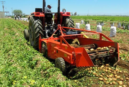 سیب زمینی کن سبزدشت re150-2