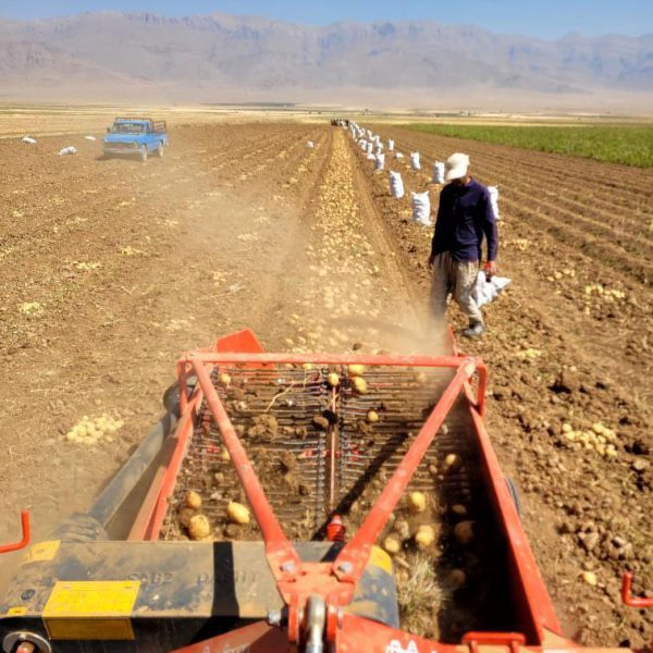 Potato digger SD150