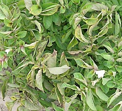 ویروس سیب زمینی