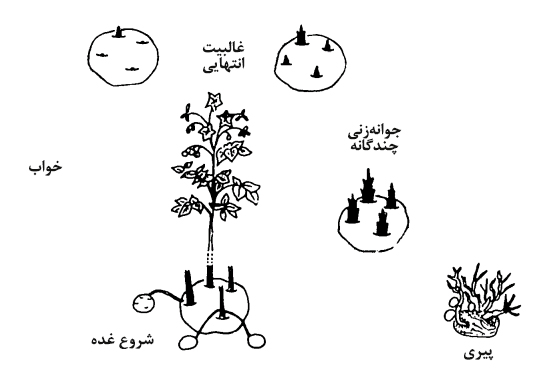 جوانه زنی سیب زمینی از دوره خواب، غالبیت انتهایی، جوانه زنی چندگانه و مرحله پیری